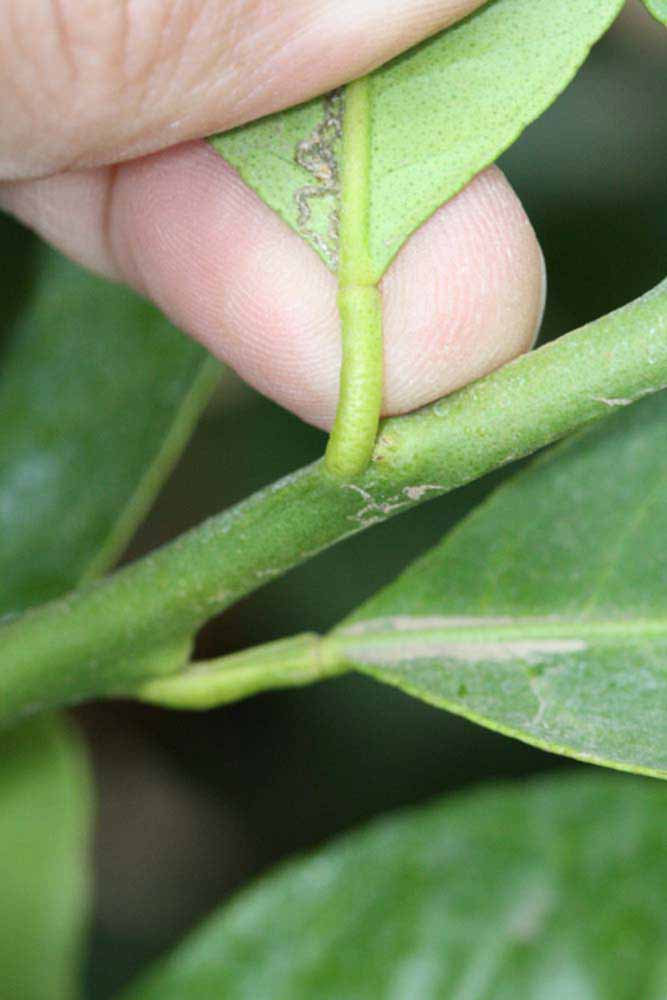              Petiole (Riverside, CA)       